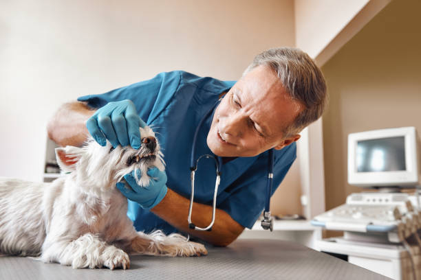 Best Emergency Root Canal Treatment in Lexington, NC